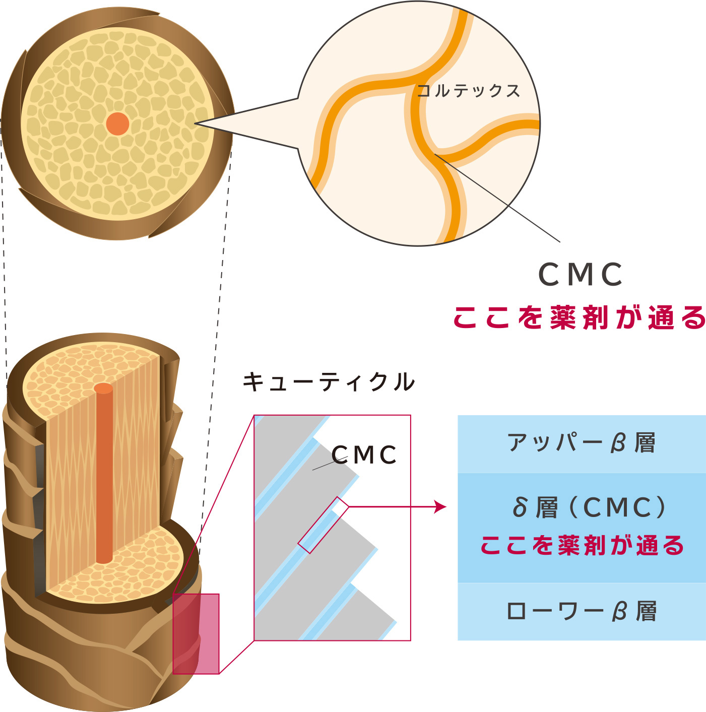 キューティクルCMC