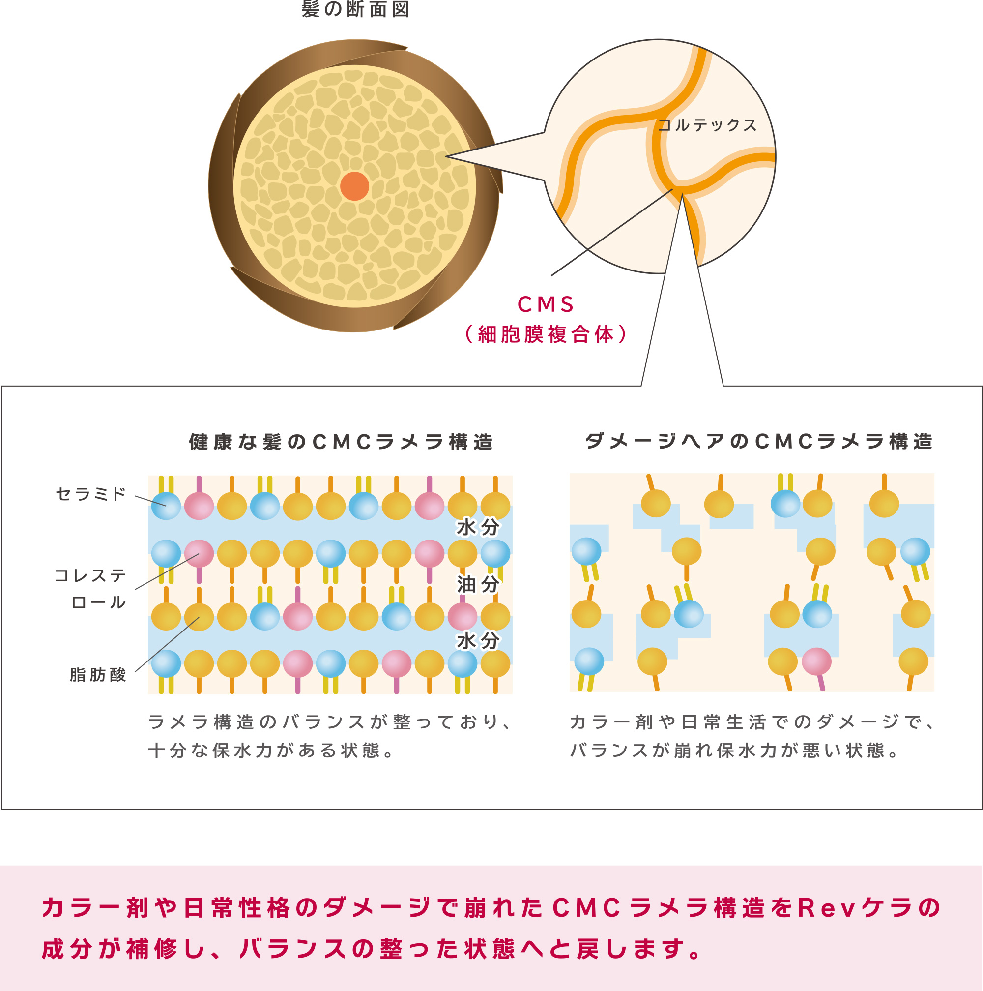 髪の断面図