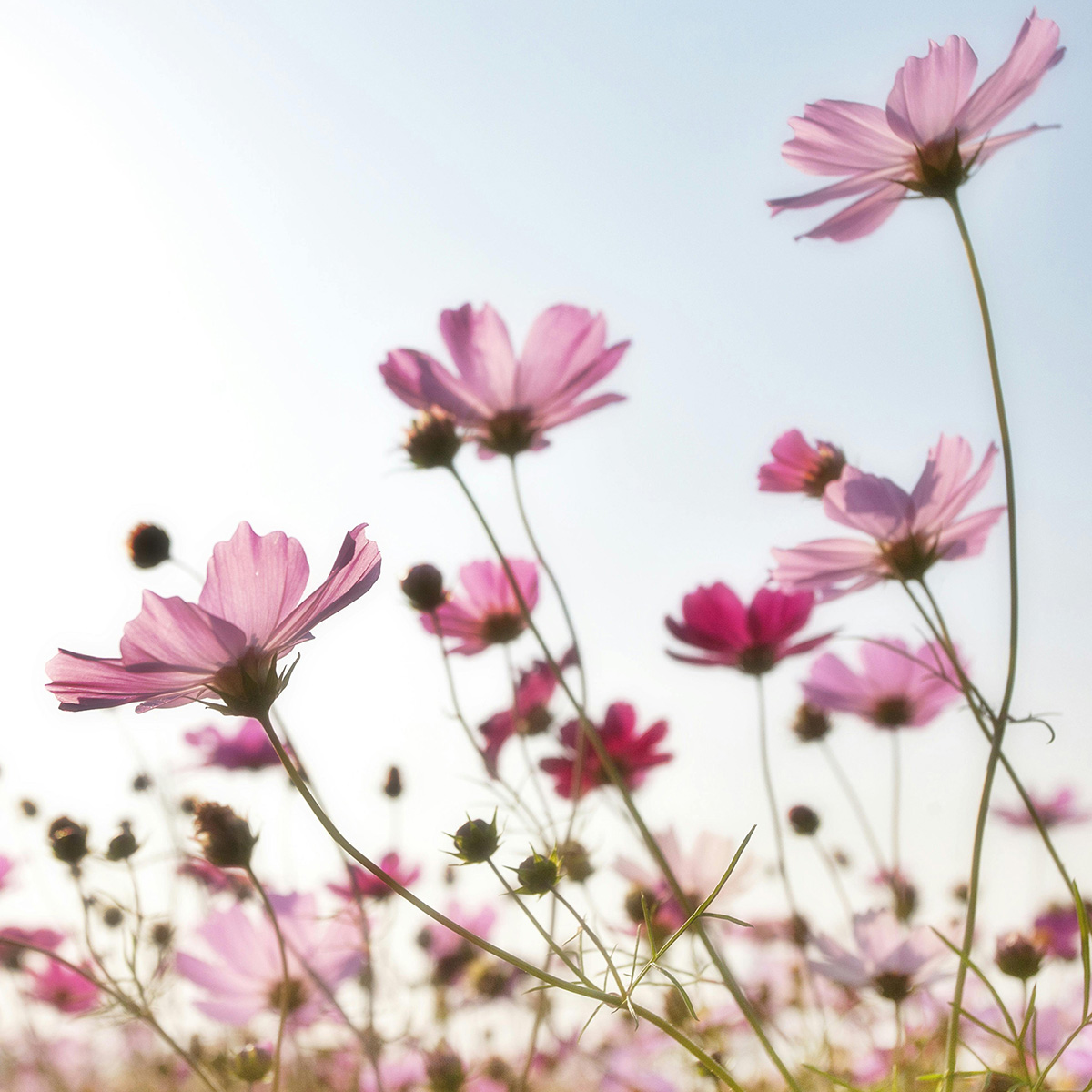 White Cosmos