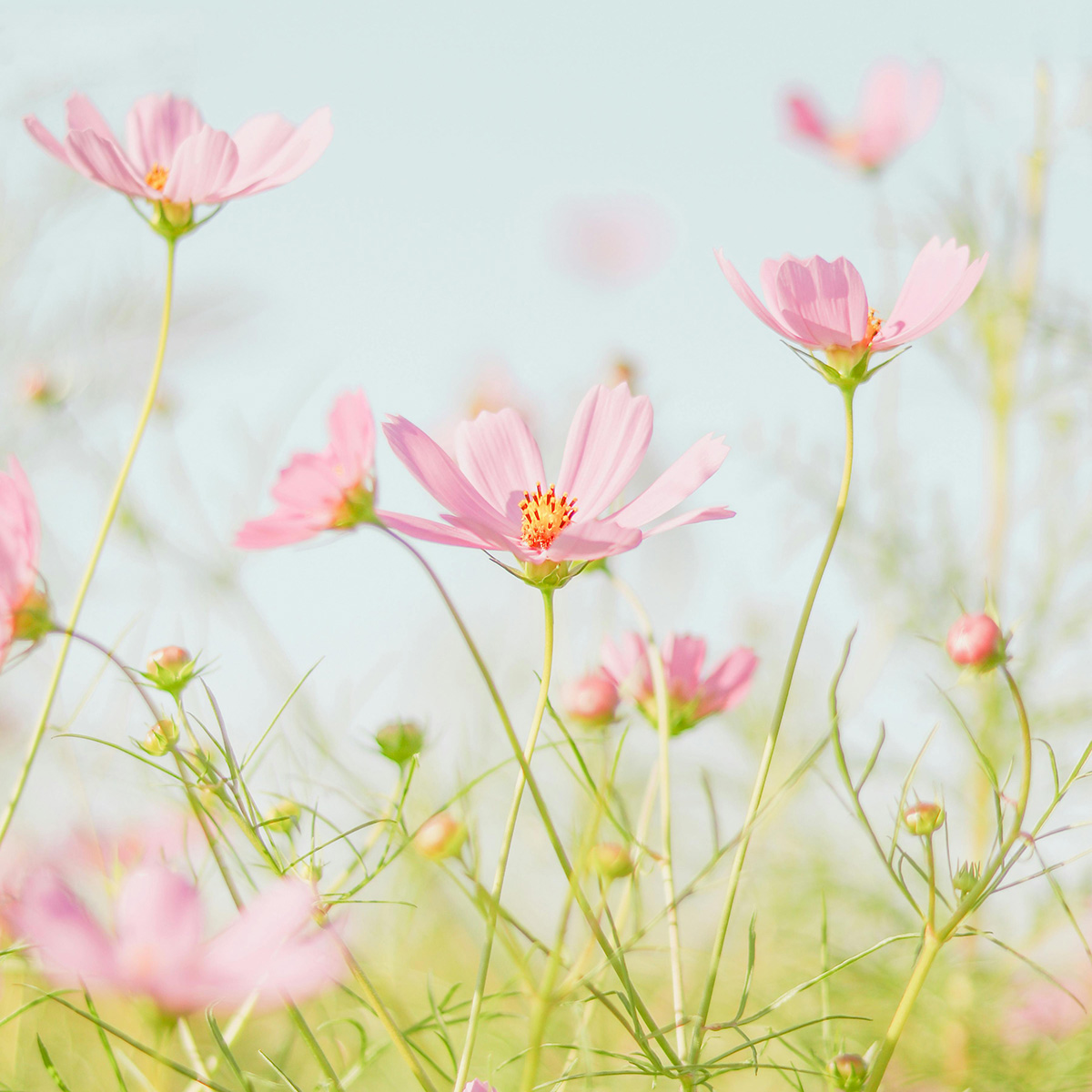 White Cosmos