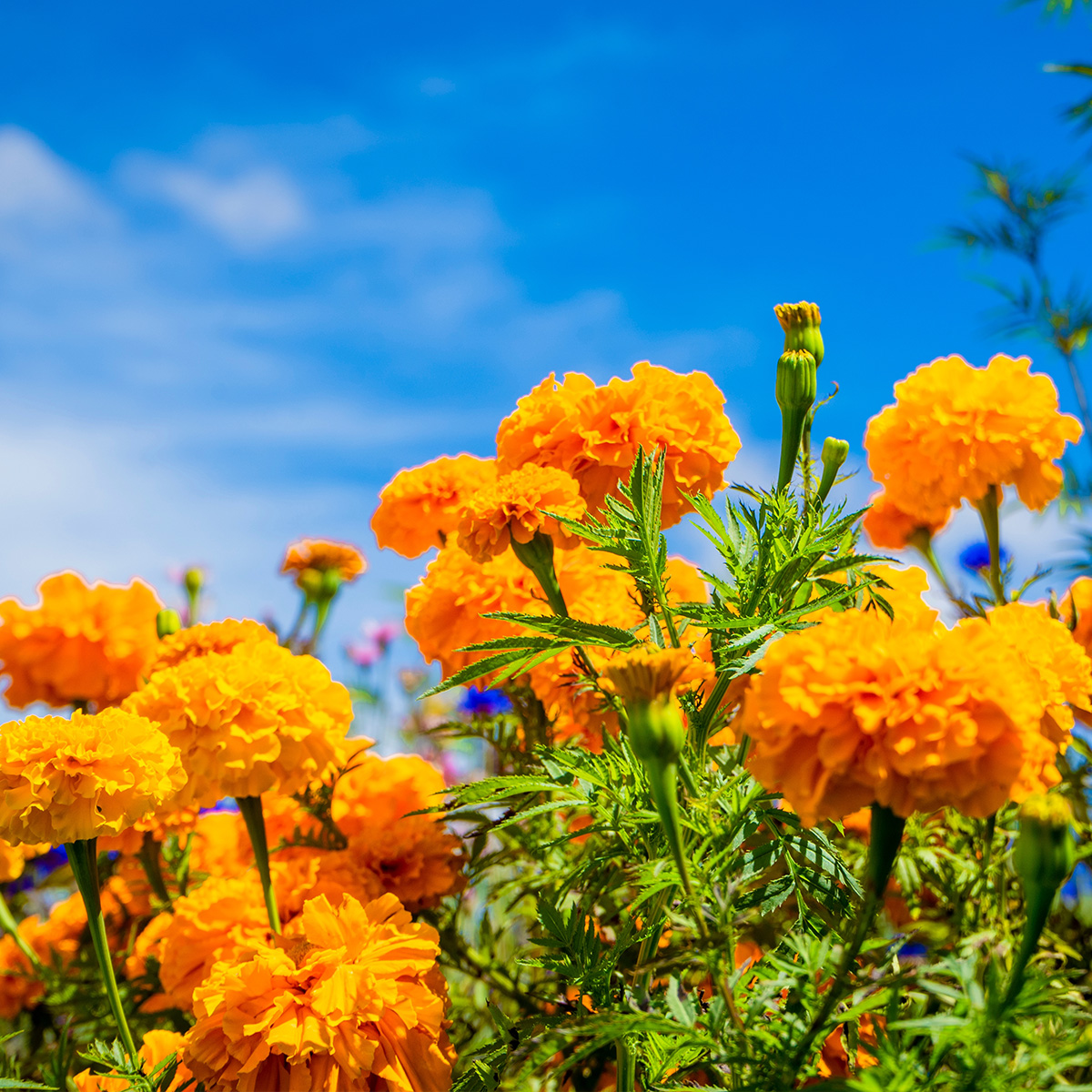 Marigold