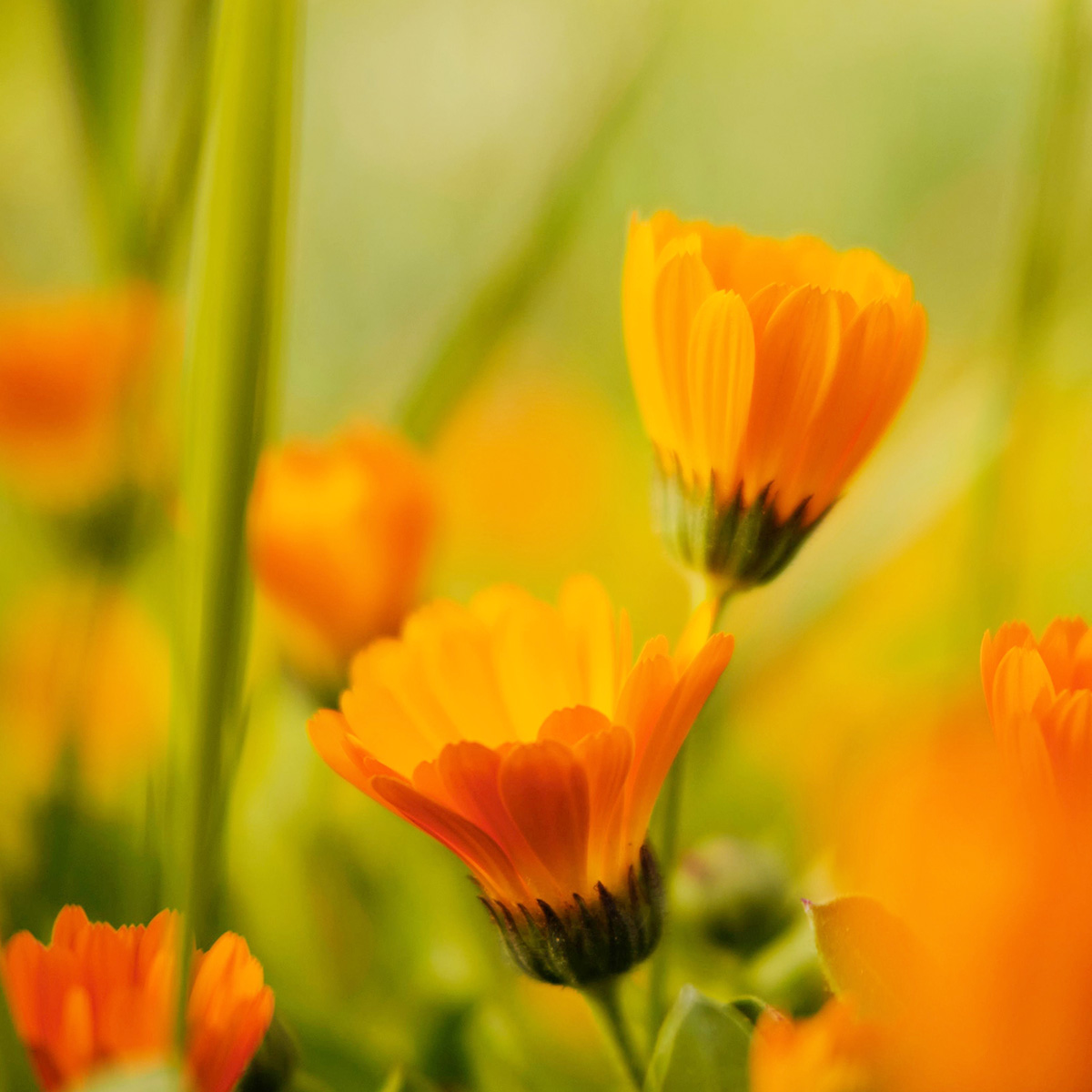 Marigold