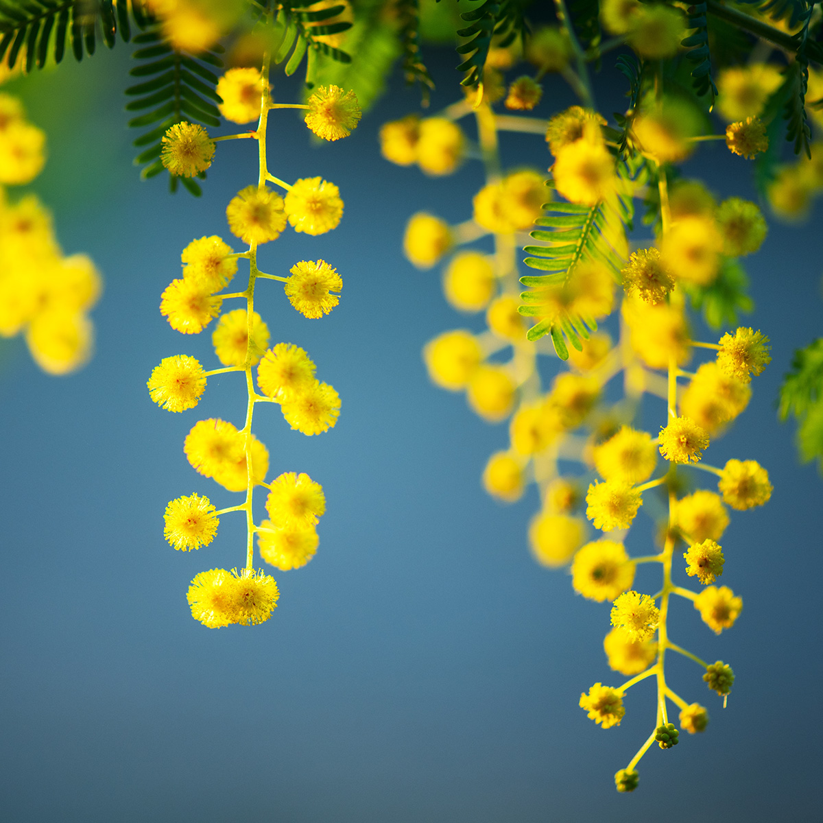 Mimosa Floral