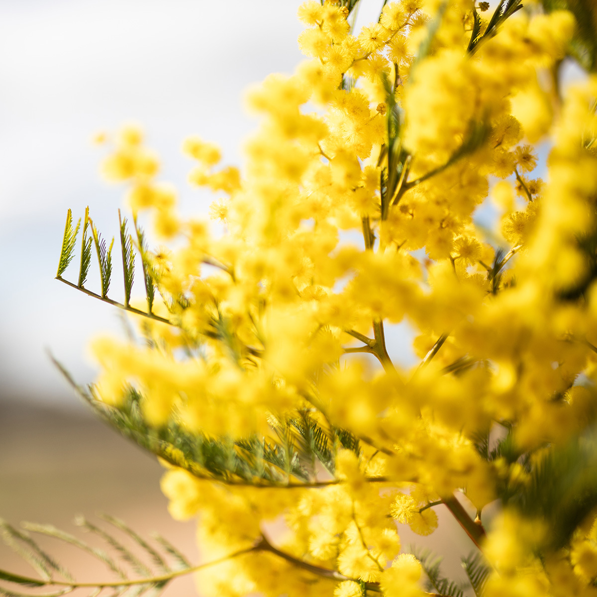 Mimosa Floral
